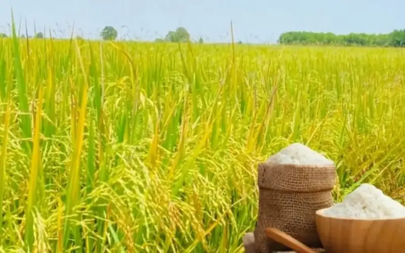 صعدت أسعار تصدير الأرز بشكل حاد.